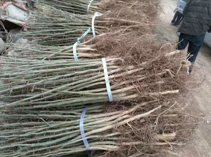 山西正宗大刺皂角苗皂荚苗南北方种植