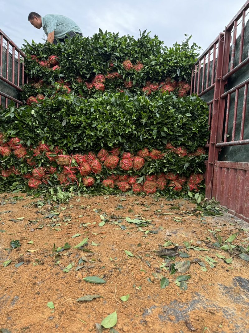 茶叶树苗批发茶园基地直供提供技术指导园林绿化可开发票