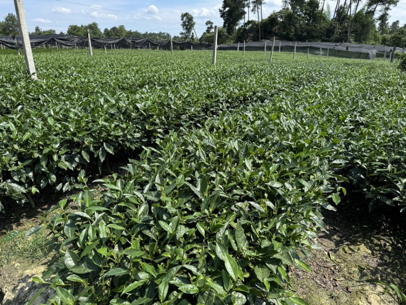 茶叶树苗批发茶园基地直供提供技术指导园林绿化可开发票
