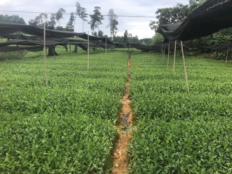 茶叶树苗批发茶园基地直供提供技术指导园林绿化可开发票