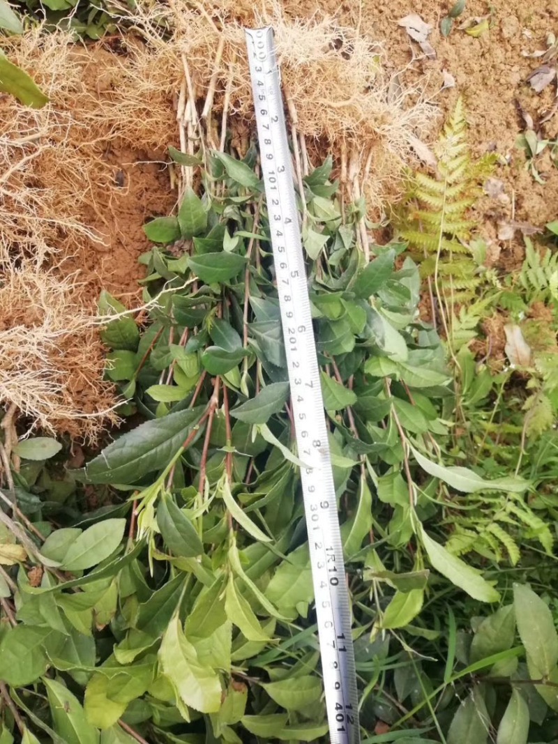 茶叶树苗批发茶园基地直供提供技术指导园林绿化可开发票