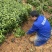 茶叶树苗批发茶园基地直供提供技术指导园林绿化可开发票