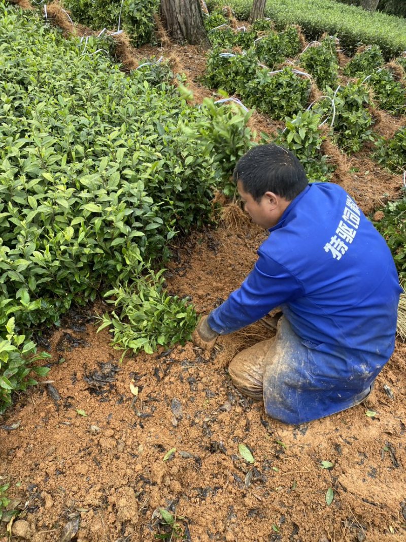 茶叶树苗批发茶园基地直供提供技术指导园林绿化可开发票