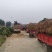 茶叶树苗批发茶园基地直供提供技术指导园林绿化可开发票