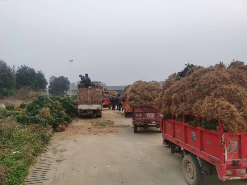 茶叶树苗批发茶园基地直供提供技术指导园林绿化可开发票