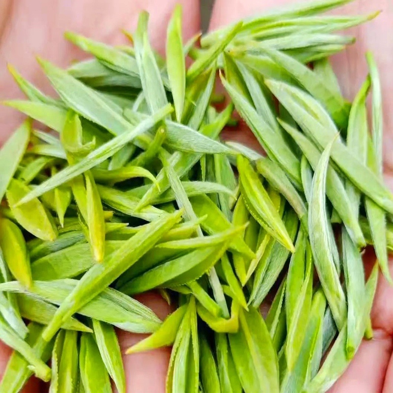 茶叶树苗批发茶园基地直供提供技术指导园林绿化可开发票