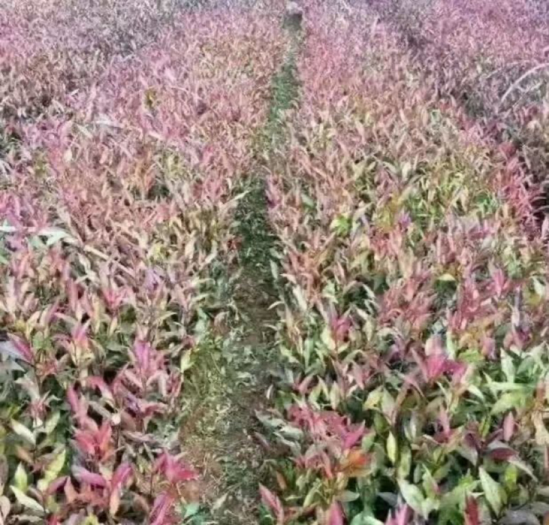 茶叶树苗批发茶园基地直供提供技术指导园林绿化可开发票