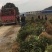 茶叶树苗批发茶园基地直供提供技术指导园林绿化可开发票