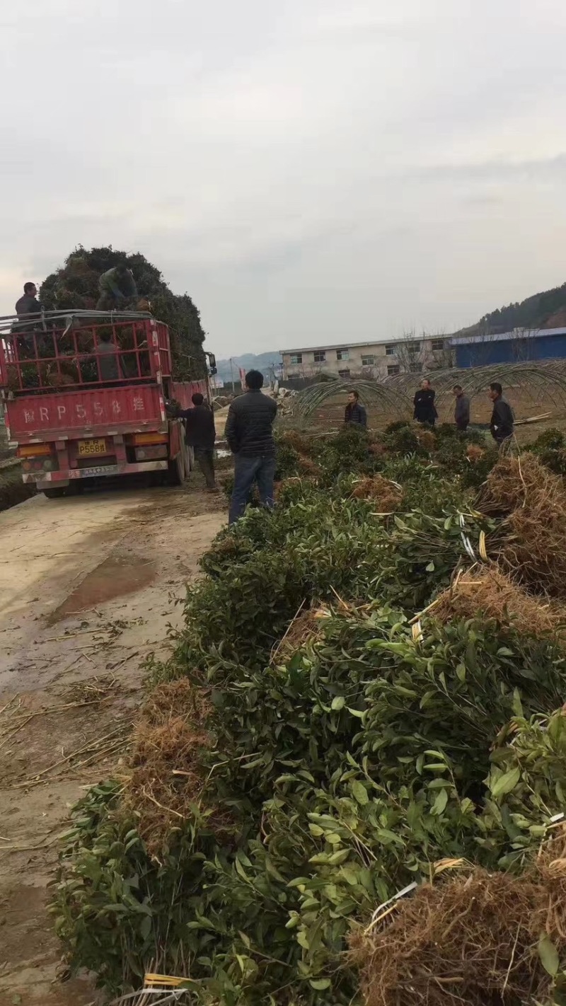 茶叶树苗批发茶园基地直供提供技术指导园林绿化可开发票