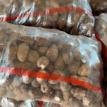 新芋头大量出售代发全国，随到随装通货，大中小球