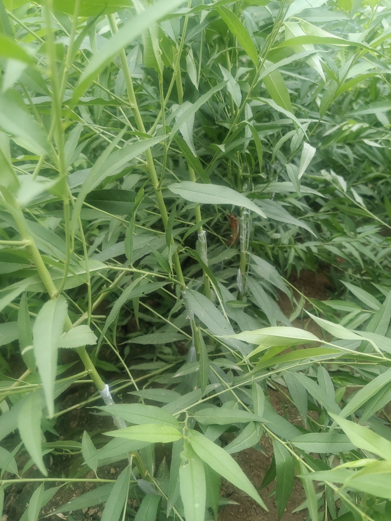 订向嫁接，接单预定嫁接桃苗，定向嫁接桃树苗，各类品种桃苗