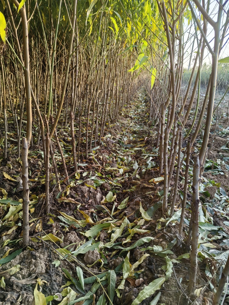 订向嫁接，接单预定嫁接桃苗，定向嫁接桃树苗，各类品种桃苗