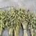 双叶紫花毛慈姑果夹