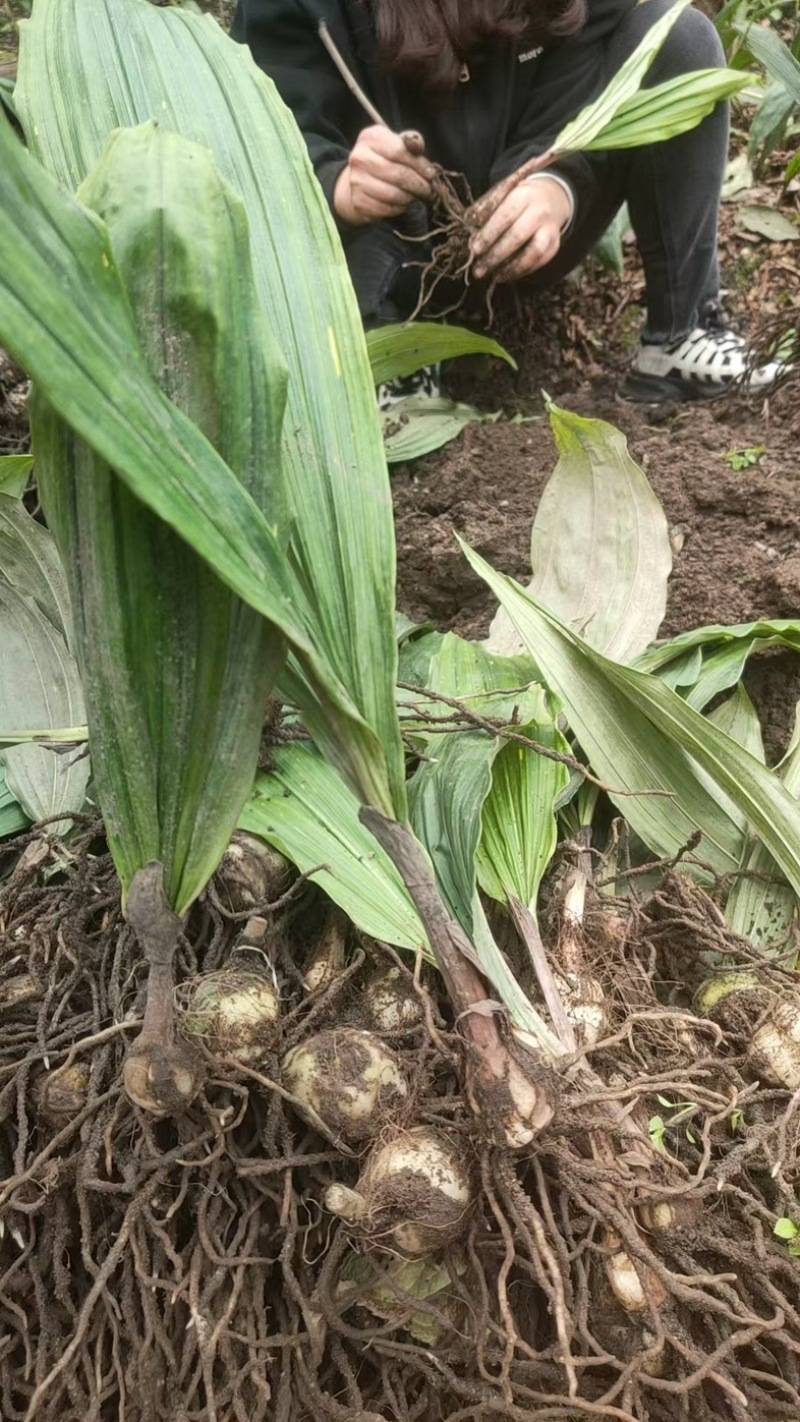 双叶紫花毛慈姑果夹