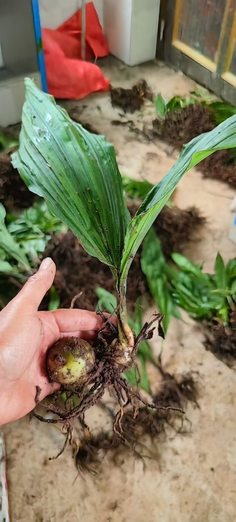 双叶紫花毛慈姑果夹