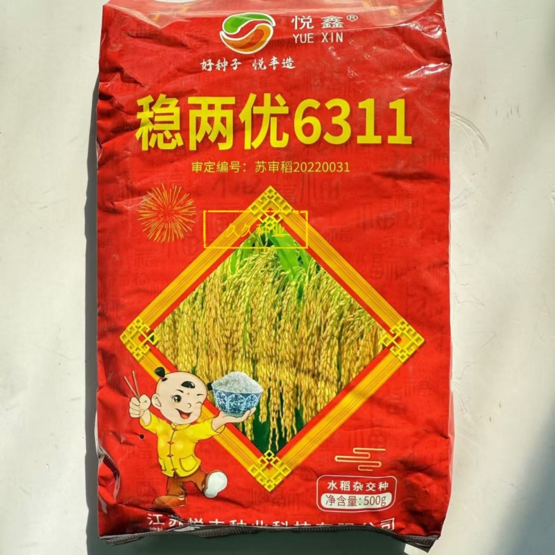 稳两优6311原装正品抗倒高产优质杂交水稻种子抗病稻谷