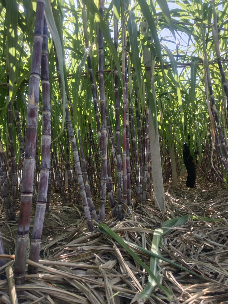 北方甘蔗种苗火热进行中预订中，现在正是种植季节