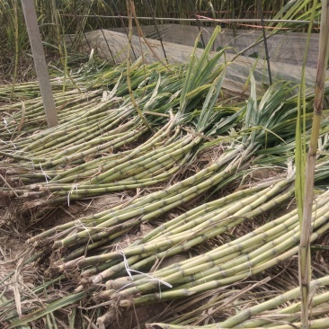 北方甘蔗种苗火热进行中预订中，现在正是种植季节