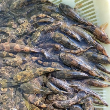 虎头鲨鱼苗