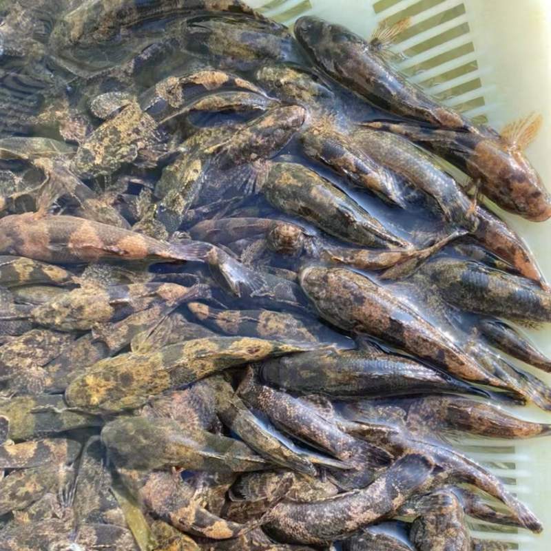 虎头鲨鱼苗
