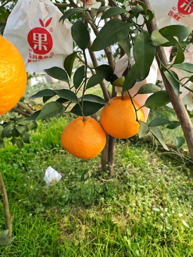 耙耙柑四川耙耙柑甜咪咪甜水份足耙耙柑