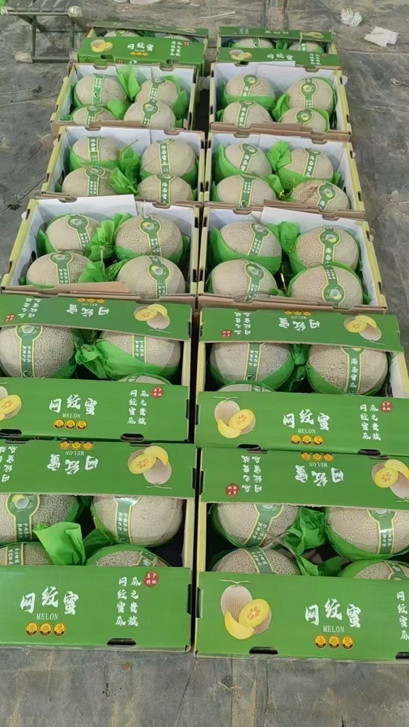 山东哈密瓜大量现货有要的联系我产地发货订金收货百分之30