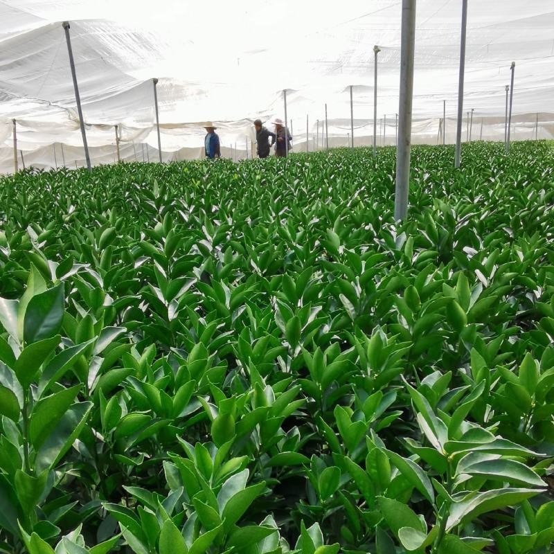 【纽荷尔脐橙苗】赣州原产地脐橙苗生长速度快成活率高产量高
