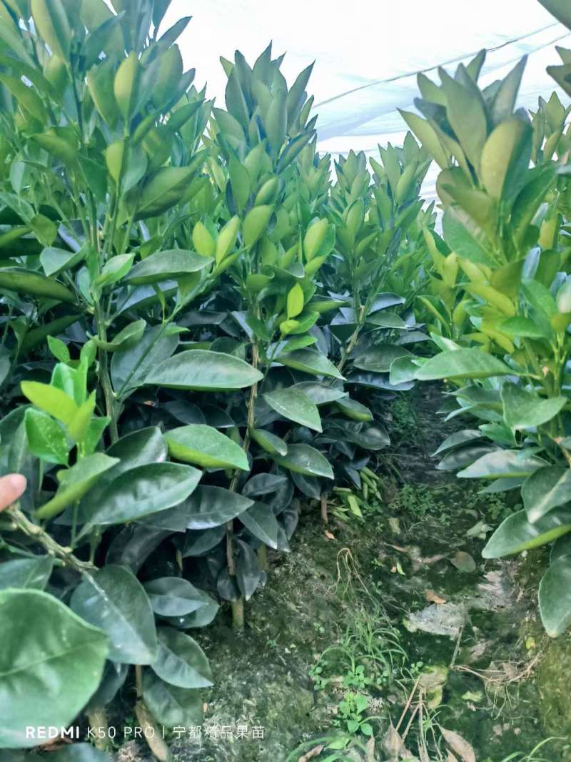 【纽荷尔脐橙苗】赣州原产地脐橙苗生长速度快成活率高产量高
