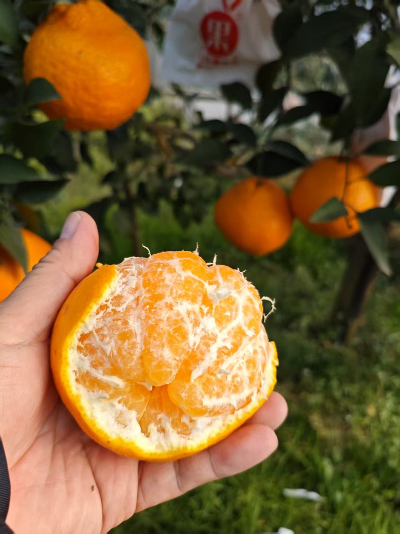 耙耙柑四川耙耙柑甜蜜蜜甜耙耙柑