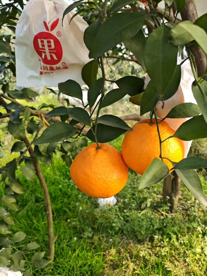 耙耙柑四川耙耙柑甜蜜蜜甜耙耙柑