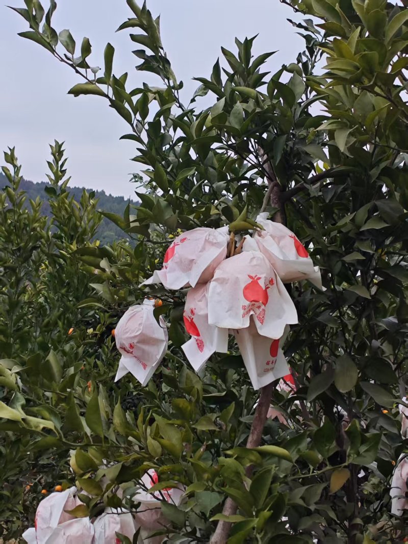 耙耙柑四川耙耙柑甜蜜蜜甜耙耙柑