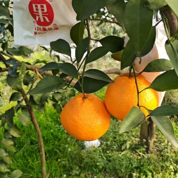 耙耙柑四川耙耙柑甜蜜蜜甜耙耙柑