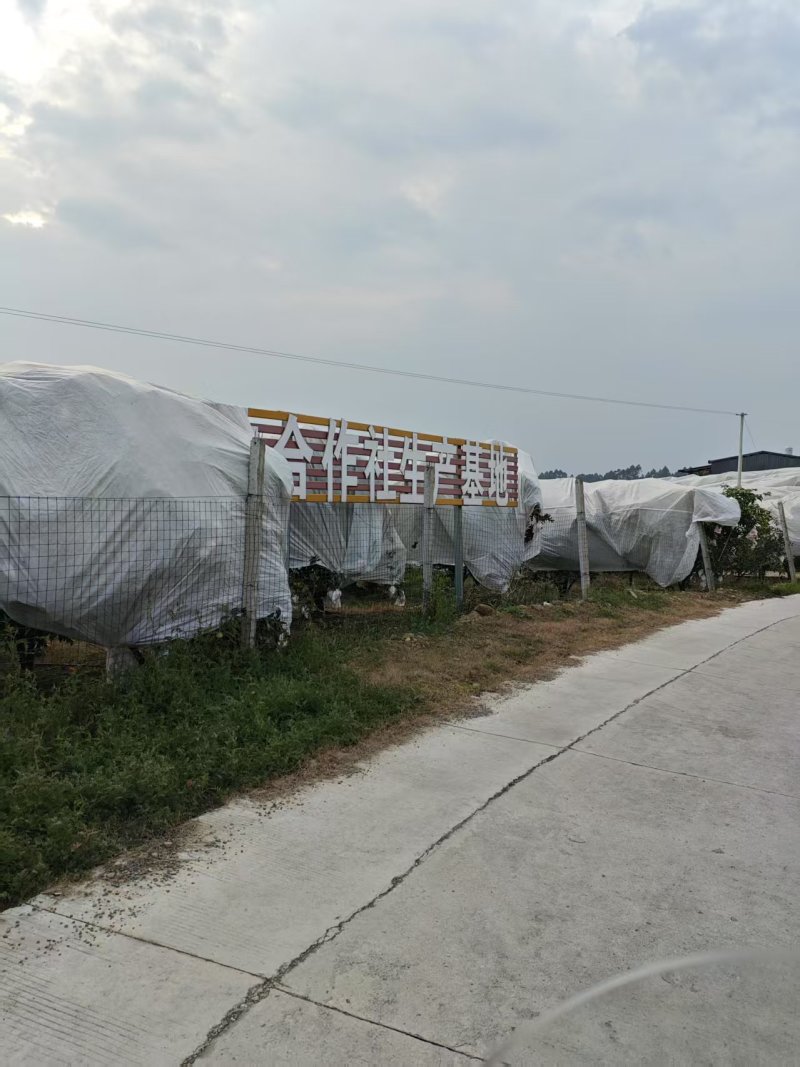 耙耙柑四川耙耙柑甜蜜蜜甜耙耙柑