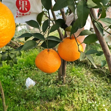耙耙柑四川耙耙柑甜蜜蜜甜耙耙柑