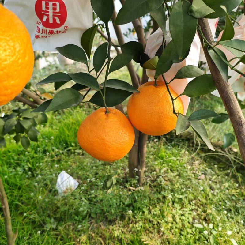 耙耙柑四川耙耙柑甜蜜蜜甜耙耙柑