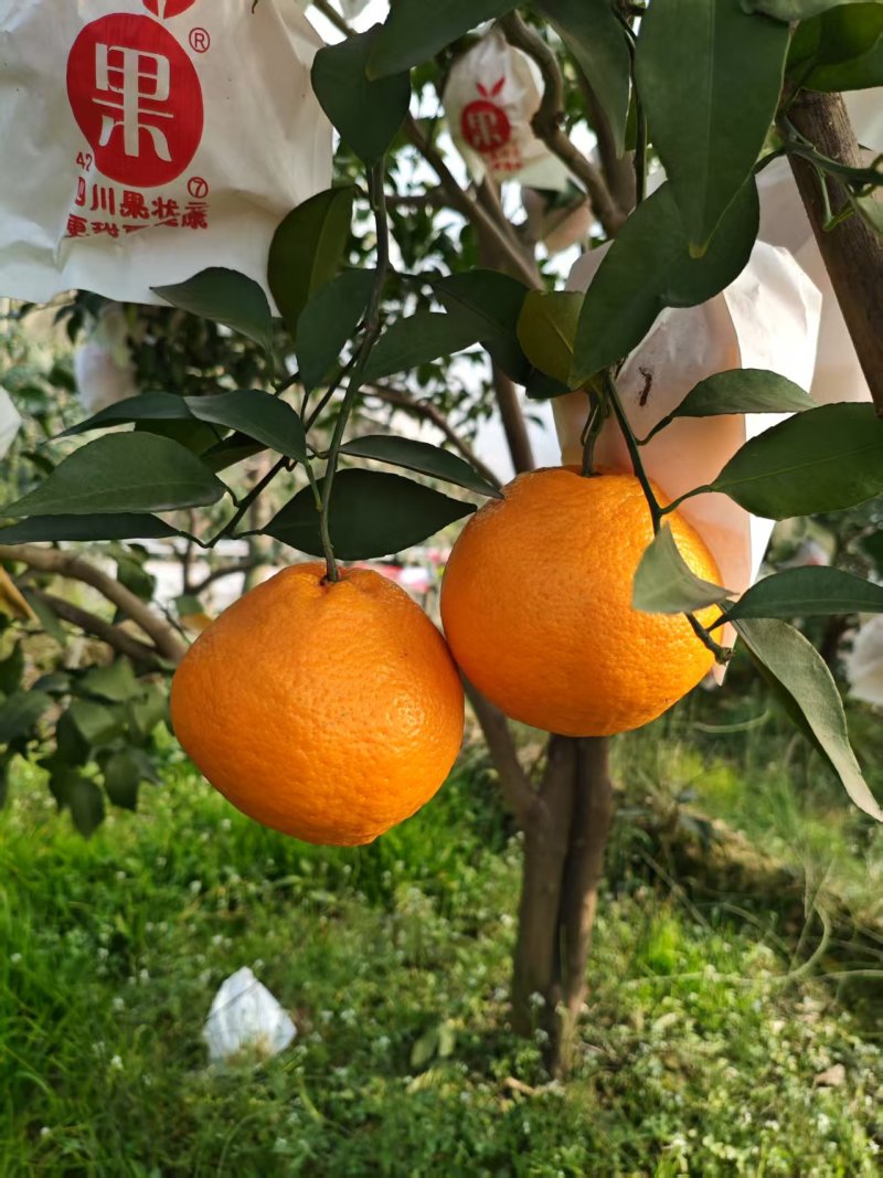 耙耙柑四川耙耙柑甜蜜蜜甜耙耙柑
