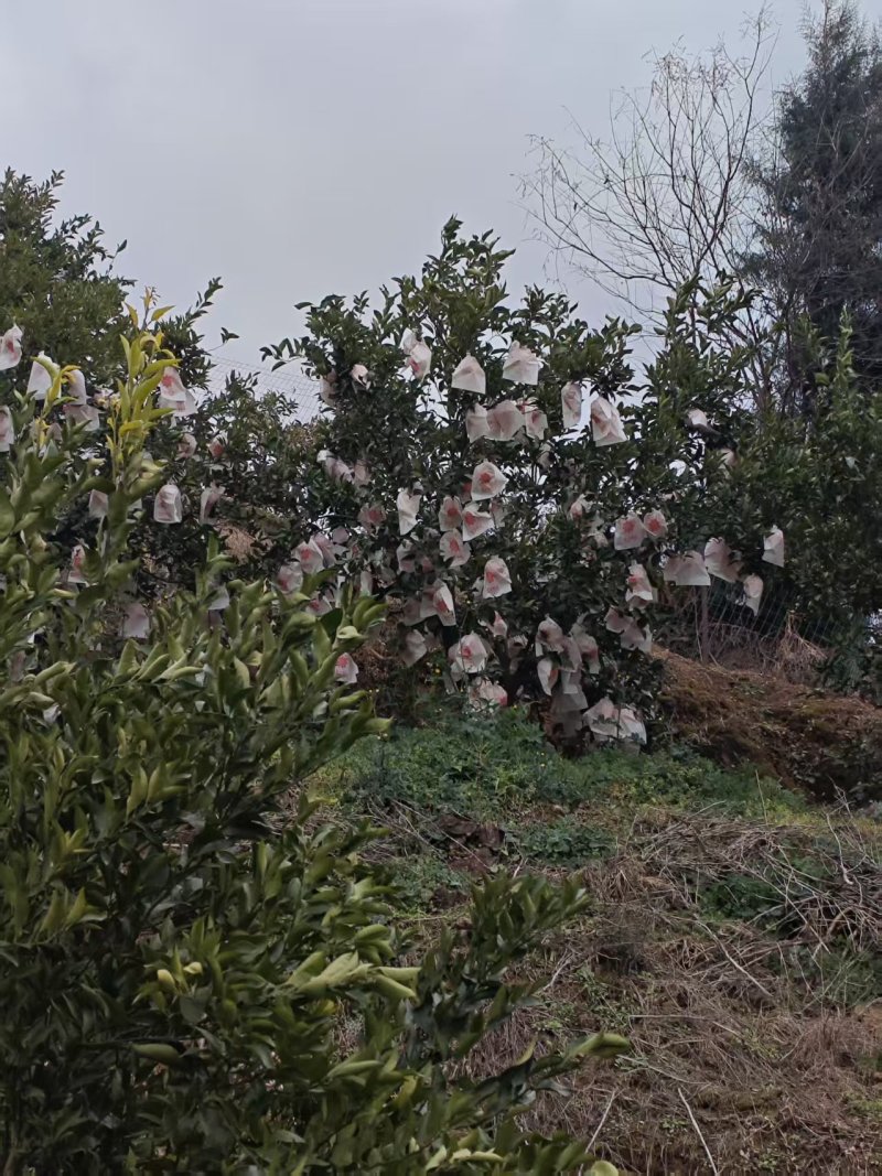 耙耙柑四川耙耙柑甜蜜蜜甜耙耙柑