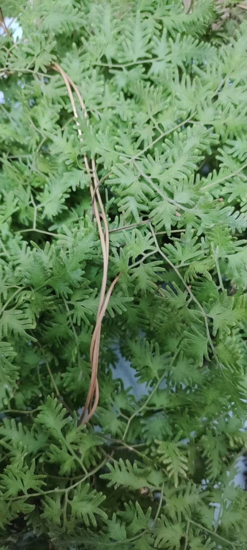 精品野生海金沙中药材粉。质量好价格优，全国发货，欢迎咨询