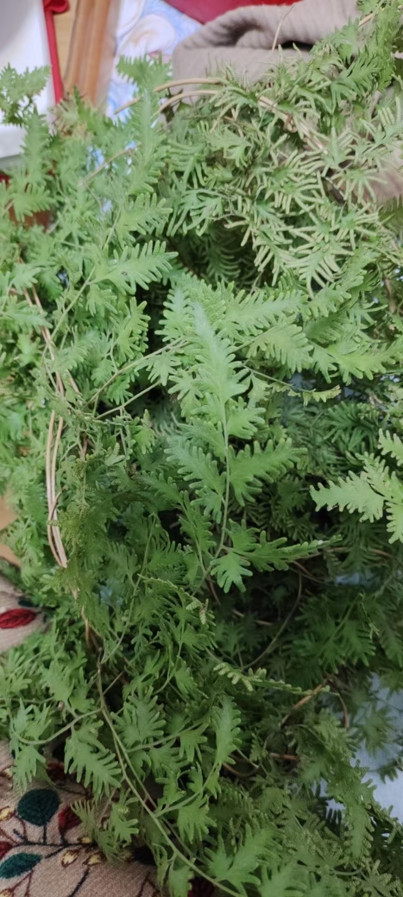 精品野生海金沙中药材粉。质量好价格优，全国发货，欢迎咨询