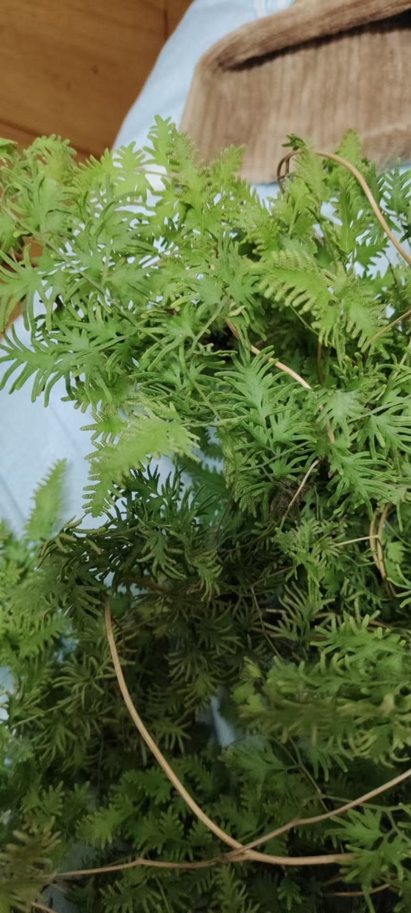 精品野生海金沙中药材粉。质量好价格优，全国发货，欢迎咨询