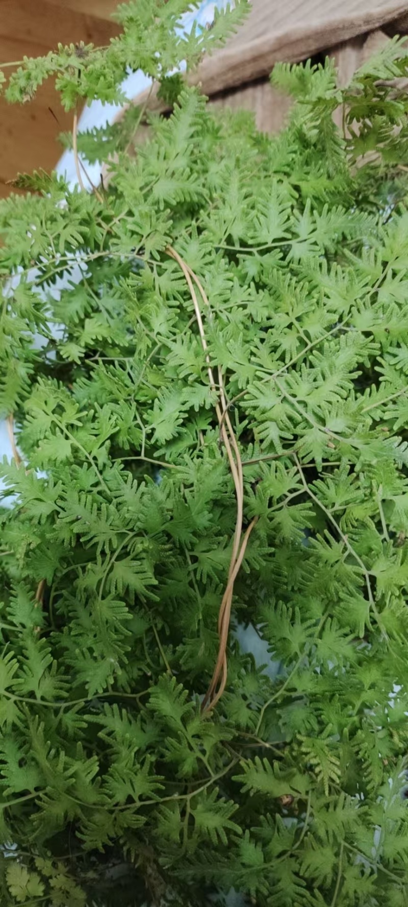 精品野生海金沙中药材粉。质量好价格优，全国发货，欢迎咨询