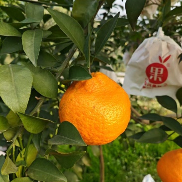 耙耙柑四川耙耙柑甜蜜蜜甜耙耙柑