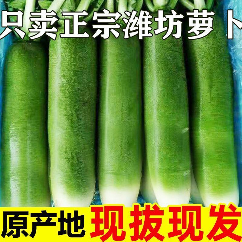 山东潍坊水果萝卜