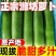 山东潍坊水果萝卜