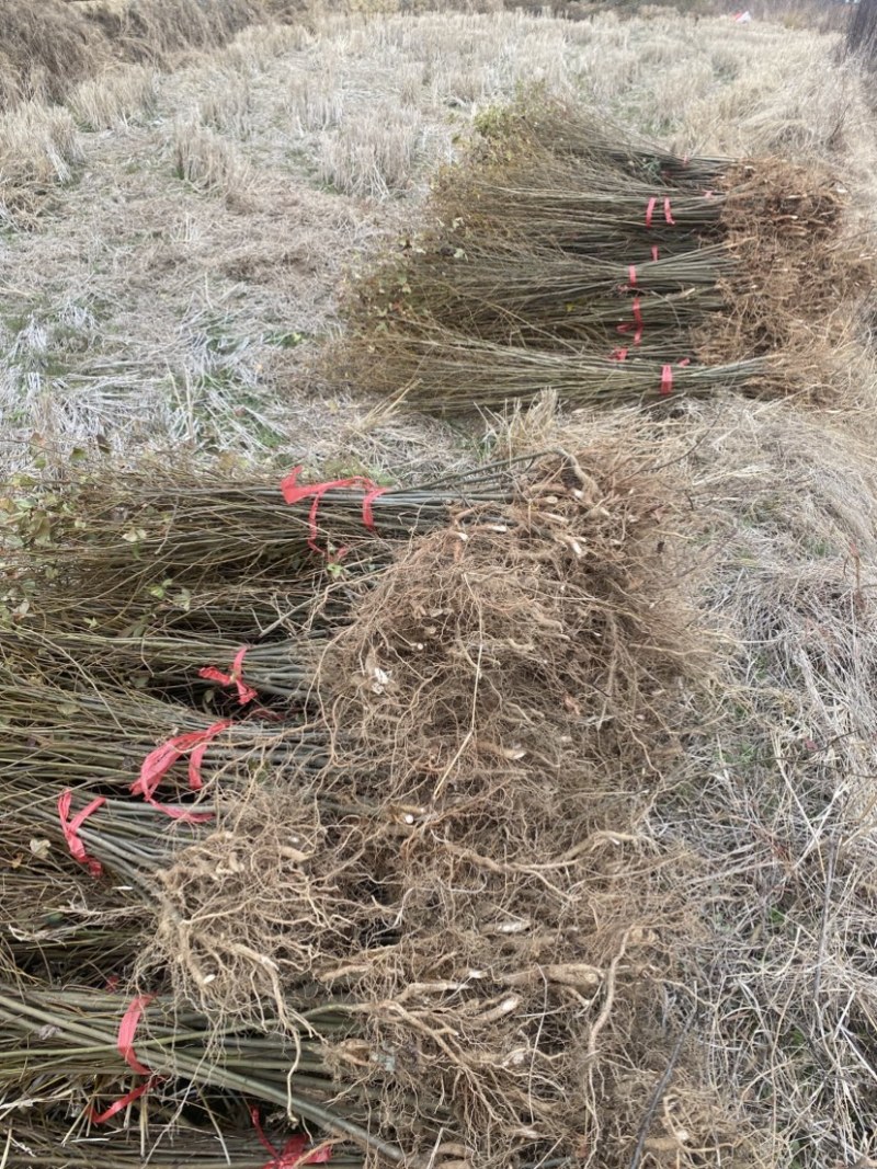 1公分枫香裸根苗，江西造林苗，自产自销，品质有保障