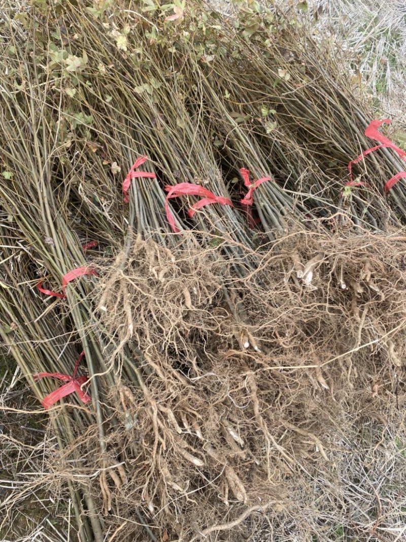 1公分枫香裸根苗，江西造林苗，自产自销，品质有保障