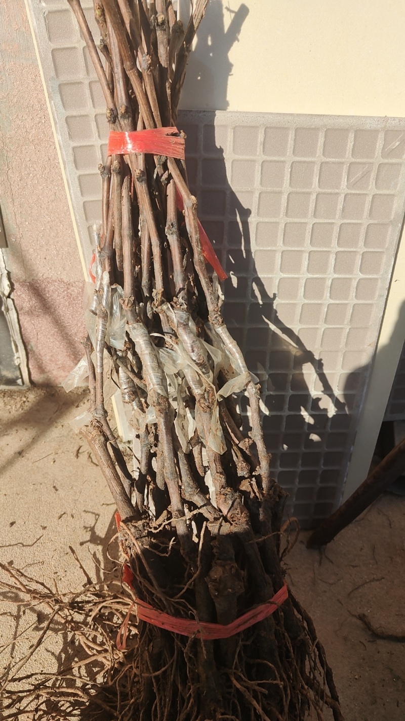 夏黑嫁接黄金密扦插黄金密葡萄苗基地发货保证正品