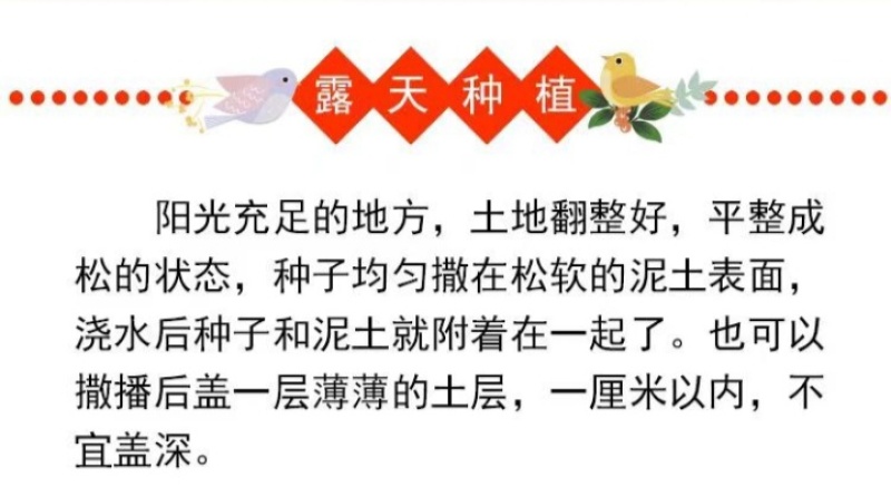 硫华菊种子硫化菊种籽子四季播种花卉种孑黄秋英硫黄菊花籽