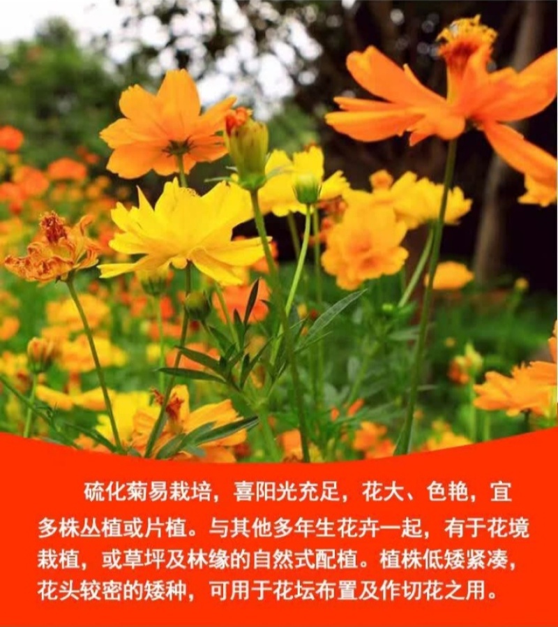 硫华菊种子硫化菊种籽子四季播种花卉种孑黄秋英硫黄菊花籽