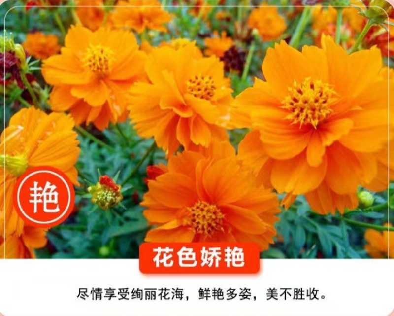 硫华菊种子硫化菊种籽子四季播种花卉种孑黄秋英硫黄菊花籽